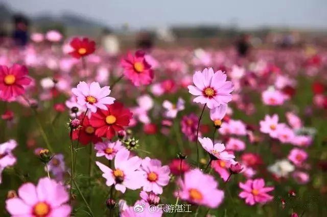 就在周日，千人骑行！环雷200公里骑行活动，约吗！