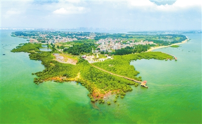 红树林.jpg