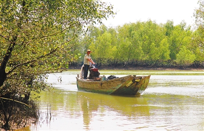 红树林2.jpg