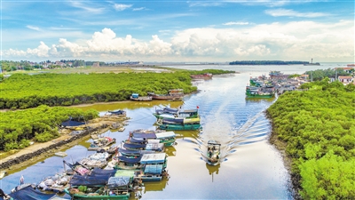 红树林4.jpg