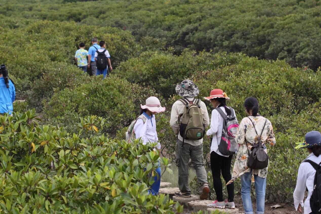 绿叶下的“红树林”为湛江带来“蓝碳经济” _www.isenlin.cn