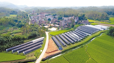 廉江市塘蓬镇人口多少_廉江市石颈镇烟塘村