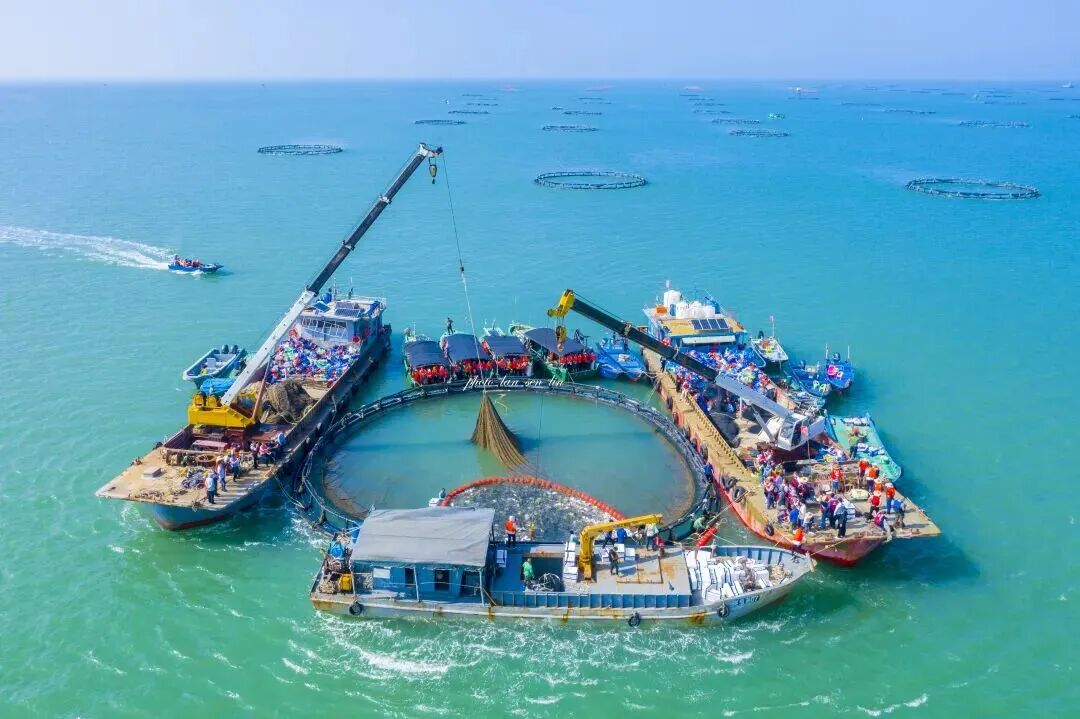 深远海上有“粮仓”!湛江大型养殖平台占全省1/3强 深远海上有“粮仓”!湛江大型养殖平台占全省1/3强
