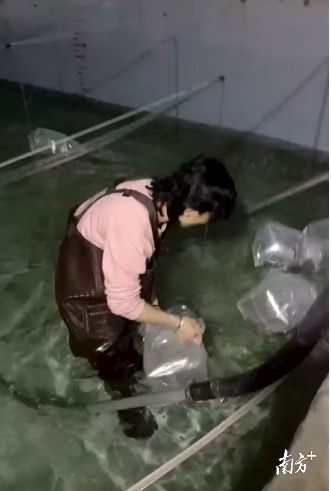 红树林边的“科技塘”|湛江科技先锋 红树林边的“科技塘”|湛江科技先锋