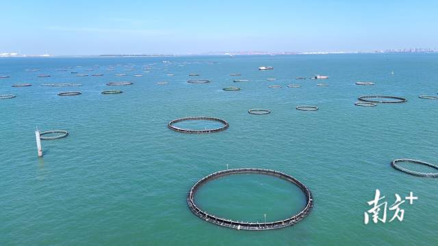 湛江特呈岛海域建成全省首个深海网箱产业园,主打金鲳鱼养殖。 湛江特呈岛海域建成全省首个深海网箱产业园,主打金鲳鱼养殖。