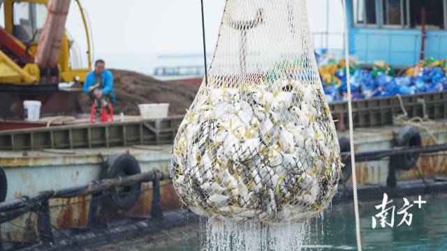 湛江金鲳鱼捕捞现场。 湛江金鲳鱼捕捞现场。