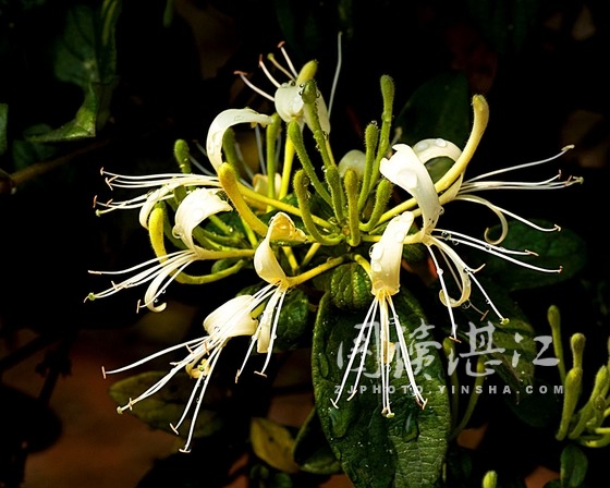 山银花开洁白无暇 湖光岩畔绽放美丽