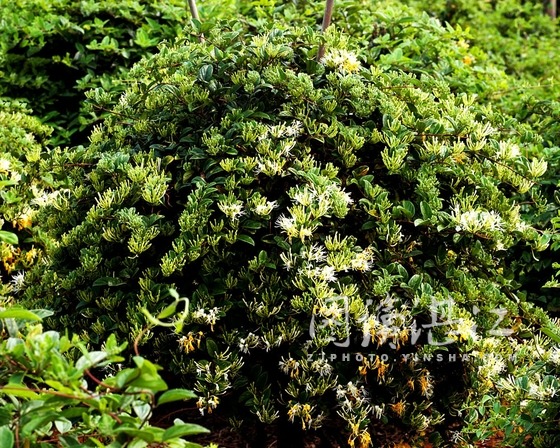 山银花开洁白无暇 湖光岩畔绽放美丽